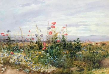 Vildblommor med utsikt över Dún Laoghaire